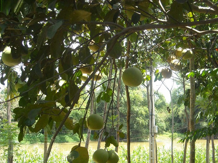 Cay Trai que huong.jpg